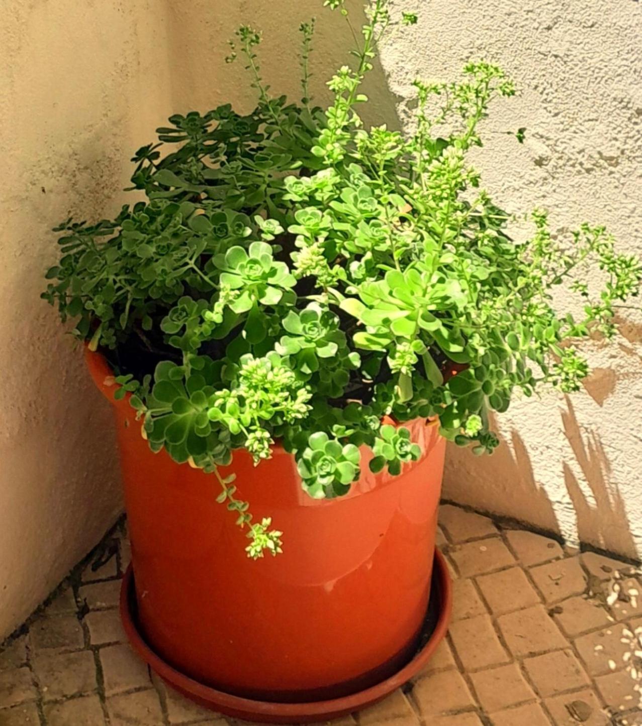 Charming Santos W/ Patio Appartement